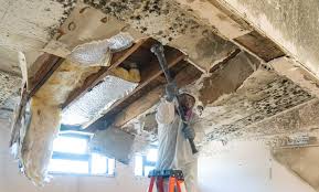 Best Mold Remediation for Healthcare Facilities  in Santa Rosa Valley, CA